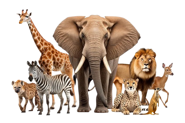 Animals